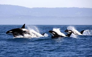 Dünyada İlk Kez Katil Balinalar, Mavi Balinaları Avlayıp
