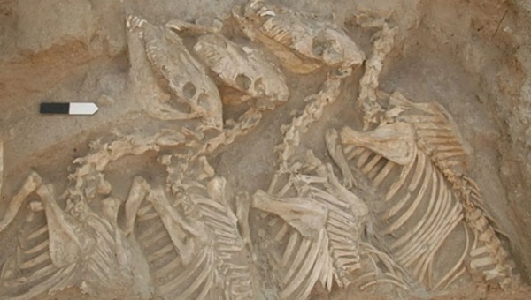 Mezopotamya'nın Gizemli Hayvanı Tunga nın Soyu Göbeklitepe'ye mi Dayanıyor