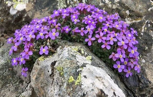 Yeni Keşfedilen Bir Bitki