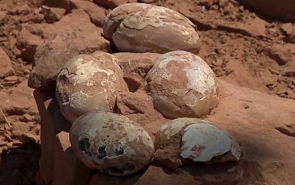 60 Milyon Yıl Önce Toprağa Gömülmüş, Fosilleşmiş 5 Dinozor Yumurtası Keşfedildi