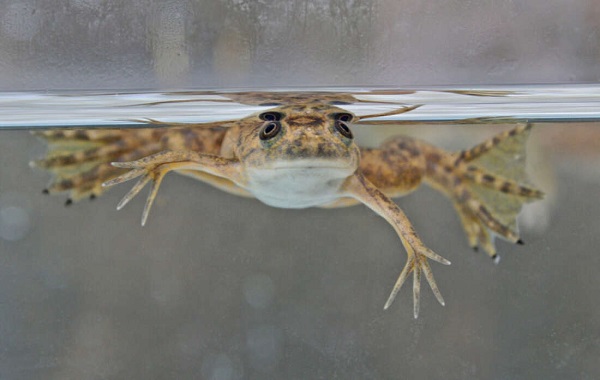 Scientists Regrow Frog’s Lost Leg With Five-Drug Cocktail