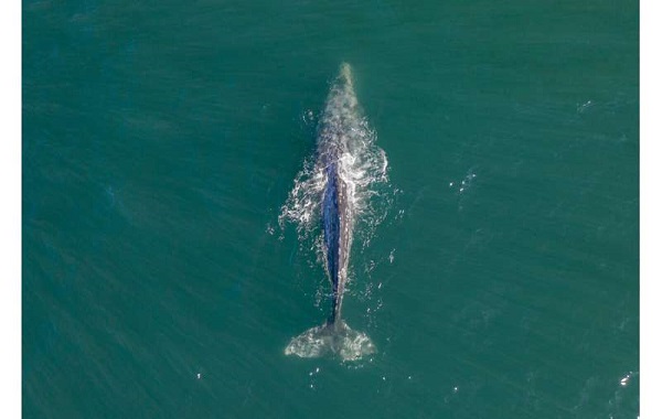 Bones of whale extinct for 300 years that were once stored in North Carolina couple's garage are headed for Smithsonian