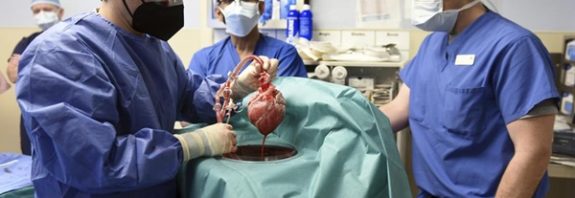 Dünyada İlk Kez Domuz Kalbi