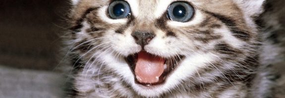 Kediler Size Bakarken Neden Gözlerini Kırparlar? Bu Bir Sinyal!