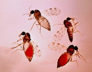 Adana’da ‘Kör Eden’ Sinek Tehlikesi: ‘Sivrisineklerle Karıştırılmamalı’
