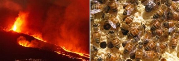 Kovandaki Bal Arıları İki Ay Boyunca Lav Külleri Altında Hayatta Kalmayı Başardı