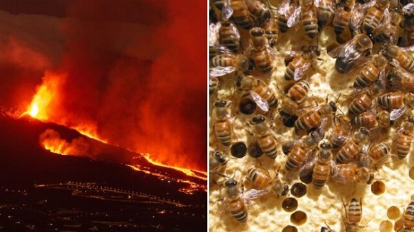 Kovandaki Bal Arıları İki Ay Boyunca Lav Külleri Altında Hayatta Kalmayı Başardı