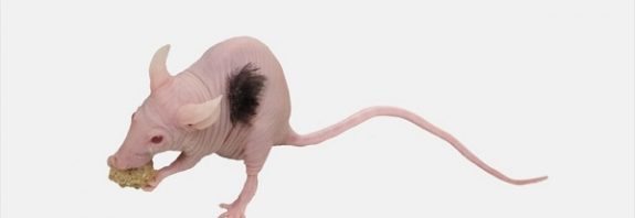 Bilim İnsanları Kelliği Tedavi Etmek İçin Farelerde İnsan Saçı Yetiştiriyor