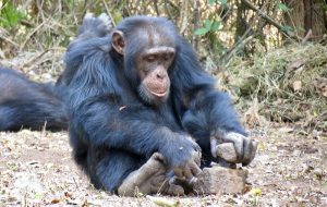 Şempanzelerle Yapılan Bir Deneyde, Öğrendiklerini Tıpkı İnsanlar Gibi Aktardıkları Bulundu