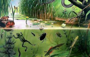 Dünyadaki Yaşam Çeşitliliğini "Çiçekli Bitkiler" Sağlamış Olabilir