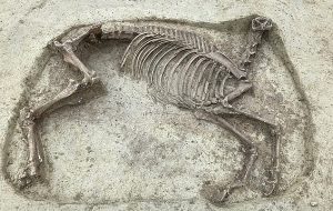 1400 Yıllık Mezarda Gizemli Bir Başsız At ve Binicisinin Kalıntıları Bulundu