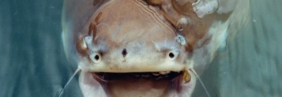 Fish Have 'Talked' For 155 Million Years, And Now You Can Hear Their 'Voices'