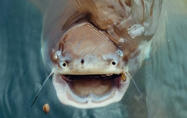 Fish Have 'Talked' For 155 Million Years, And Now You Can Hear Their 'Voices'