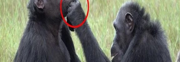Chimps Use Insects to Soothe Each Other's Wounds in Never-Before-Seen Behavior