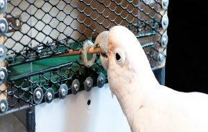 Scientists Teach Cockatoos to Play 'Golf', Showing Off The Birds' Clever Tool Use