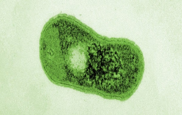 A Mysterious Desert Bacterium Has Evolved Its Own, Unique Ability to Photosynthesize