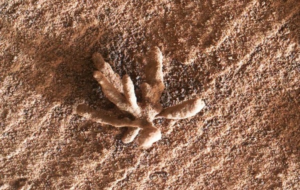 Curiosity Rover Finds a Bizarre Rock on Mars That Looks Like a Flower