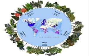 Earth May Have 9,000 Tree Species That Haven’t Been Discovered Yet