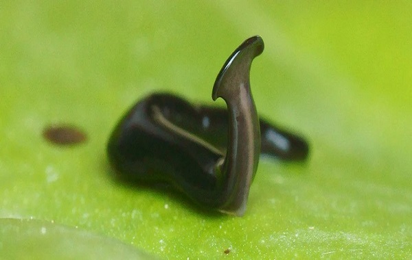 Scientists Have Named an 'Alien' Predatory Flatworm After COVID
