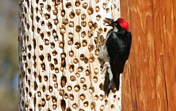 Doğanın Mühendisleri Tek Bir Ağaçta Şaşırtıcı Sayıda Meşe Palamudu Saklıyor