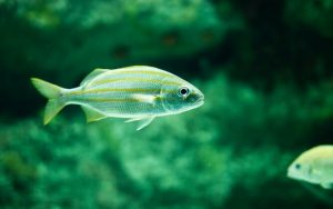 Bilim İnsanları İnsan Kalp Hücrelerinden Bir "Balık" Yarattı