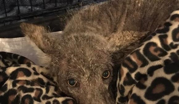 Gizemli Hayvanın Köpek mi Yoksa Çakal mı Olduğu DNA Testiyle Ortaya Çıktı