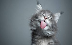 Years of domestication result in the shrinking of cats' brains