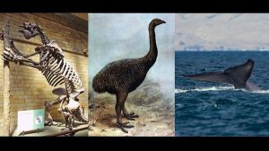 45 Metrelik Canlı Sifonoforun Dışında İnsanların Henüz Keşfetmediği Dev Hayvanlar Var mı?