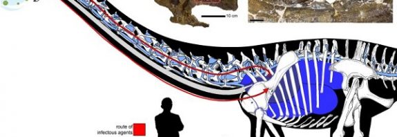Kuş Olmayan Bir Dinozorda, Kuş Tipi Solunum Yolu
