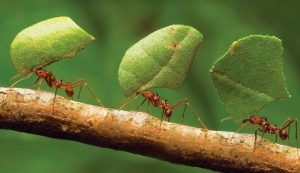 Türlerine Göre Karıncalar, Çok İyi Bildiğimiz Dört Farklı Kokuya Sahiptir