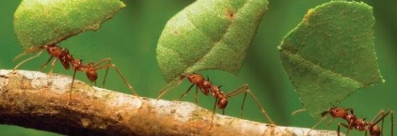 Türlerine Göre Karıncalar, Çok İyi Bildiğimiz Dört Farklı Kokuya Sahiptir