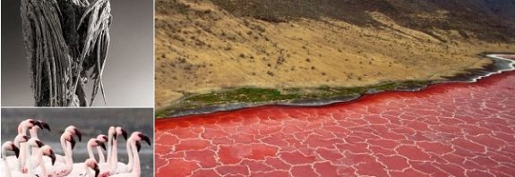 Tanzanyadaki Bu Kırmızı Göl, Flamingolar Hariç Hayvanları Taşa Dönüştürüyor