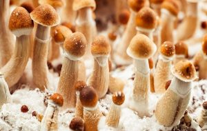 A compound in 'magic mushrooms' provides rapid, durable depression relief