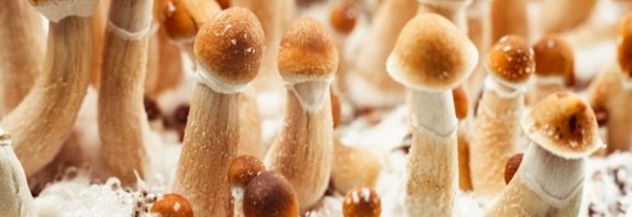 A compound in 'magic mushrooms' provides rapid, durable depression relief