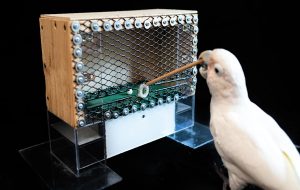 Primatlar Dışında Alet