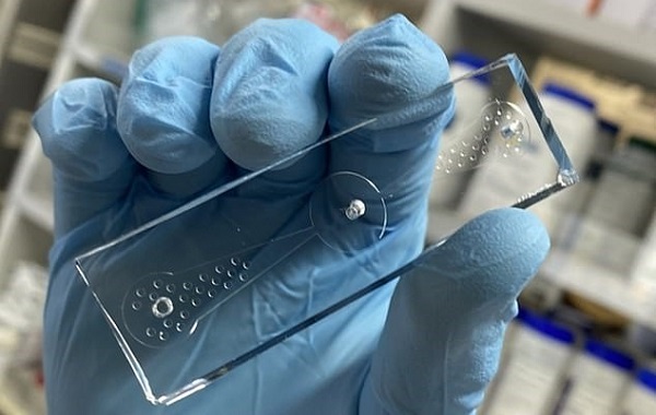 Çip Üzerindeki Minik Solucanlar Kanserli Akciğer Hücrelerini Koklayarak Buldu