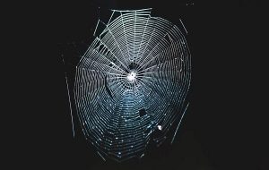 Scientists Translated a Spiderweb Into Music, And It's Utterly Captivating