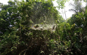 Binlerce Canlının Sürü Halinde Avlandığı "Sosyal Bir Örümcek Ağı" Keşfedildi