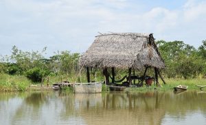 Dünyanın En Düşük Bunama Oranının Amazon Yerlilerinde Olmasının Nedeni