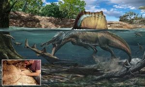 En Büyük Yırtıcı Dinozorun Kemik Analizi Yeni Bir Keşfi Ortaya Çıkardı 