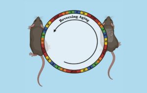 Yaşlanmanın Etkileri