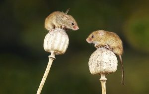 Farelerin Fotoğrafta