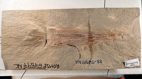 10 Kollu Bu Fosil Yaratık, Ahtapotların Tarihini Yeniden Yazdırabilir