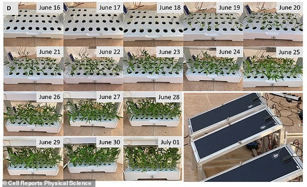 Çölde Tarım Yapmanın Yolu: Arabistan'da Güneş Paneliyle Ispanak Yetiştirdiler