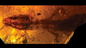 Kehribarda Hapsolmuş 110 Milyon Yıllık Kertenkele Bilinmeyen Bir Tür Çıktı