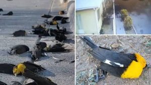 Geçen Ay Yere Çakılan Kuş Sürüsünün Yaptığı Hata Ortaya Çıkarıldı