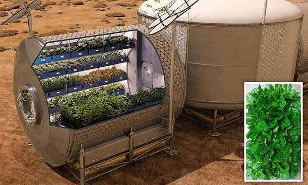 Astronotlar İçin Bu Sıradan Bir Marul Değil, Hayati Bir Hormonlu İlaç