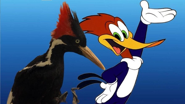 Gagası İçin Avlanılarak Soyu Tüketilen Ağaçkakan 1944'ten Beri İlk Kez Görüldü