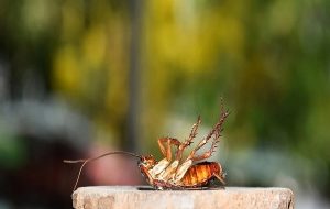 They Will Outlive Us: How Cockroaches Survived The Dinosaur-Killing Asteroid