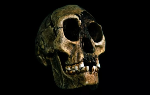 Human hobbit ancestor may be hiding in Indonesia, new controversial book claims